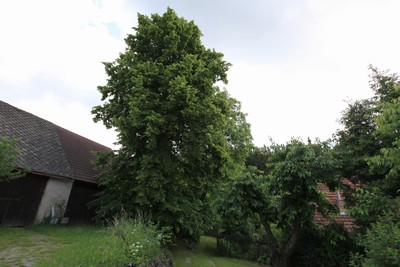 5-janovicka-lipa