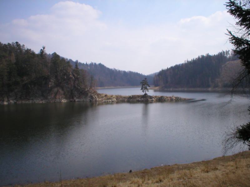 Borovice u Vírské přehrady