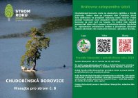 Chudobínská borovice - Strom roku 2019