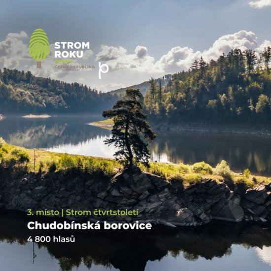 Chudobínská borovice se v anketě Strom čtvrtstoletí umístila na 3. místě!